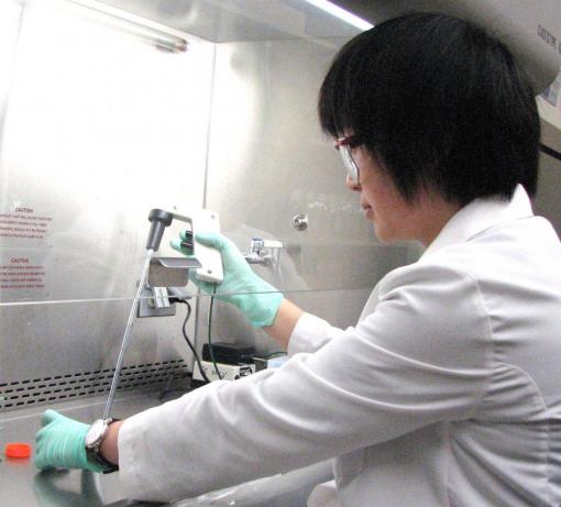 Graduate Student Xiaoai Zhao working in the cell culture hood