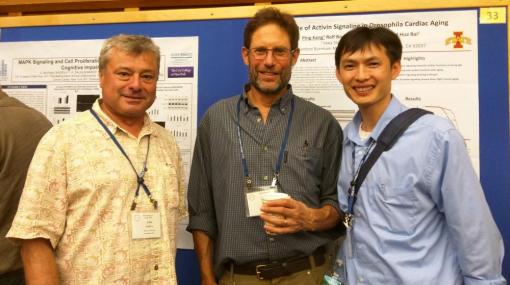 John Sedivy, Marc Tatar and Hua Bai catch up at the 2016 Cold Spring Harbor Mechanisms of Aging Conference. Hua Bai trained as a postdoc with Marc Tatar. He is currently an Assistant Professor (tenure track) at Iowa State University, Ames, IA.