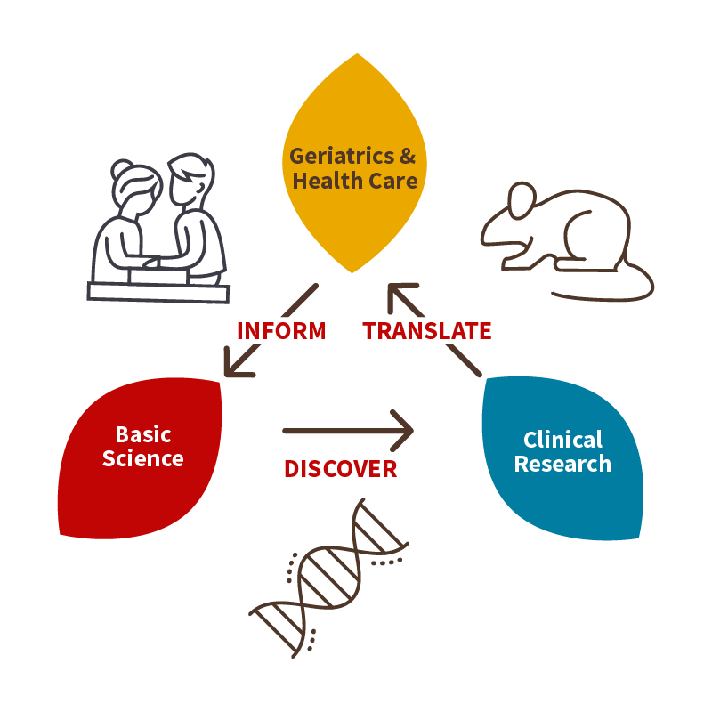Inform–Discover–Translate: Knowledge about the needs of the elderly from geriatrics is used to inform basic research on the biology of aging and translated through clinical research into interventions to improve the aging human condition.