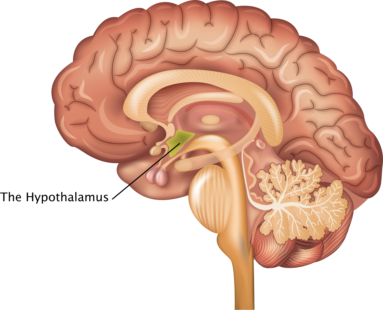 Hypothalamus