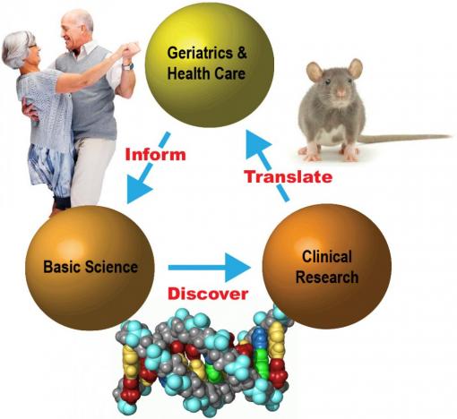 A triangle graphic displaying the importance of the Inform-Discover-Translate model for Geriatrics Health Care, Basic Science, and Clinical Research 